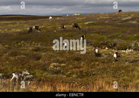 Europäische Rentier, europäische Karibu (Rangifer Tarandus Tarandus), Herde Rentiere in der Tundra-Landschaft, Schweden, Flatruet Stockfoto