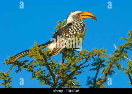 südlichen gelb-billed Hornbill (Tockus Leucomelas), auf einem Baum im Morgen Licht, Namibia, Etosha National Park Stockfoto