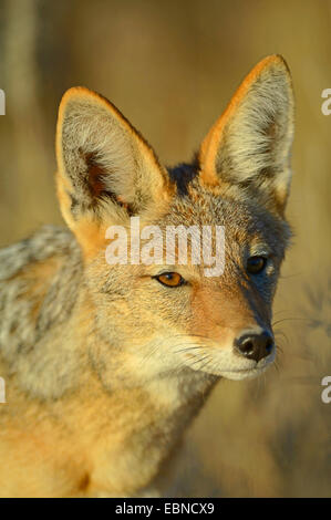 Black-backed Jackal (Canis Mesomelas), Portrait in Morgen Licht, Namibia, Etosha Nationalpark Stockfoto