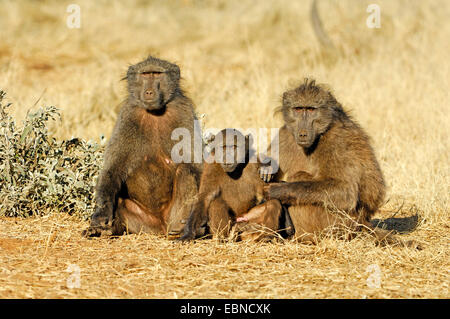 Chacma Pavian, Anubius Pavian, Oliven Pavian (Papio Ursinus, Papio Cynocephalus Ursinus), zwei Erwachsene mit einem Welpen, Namibia, Etosha Nationalpark Stockfoto