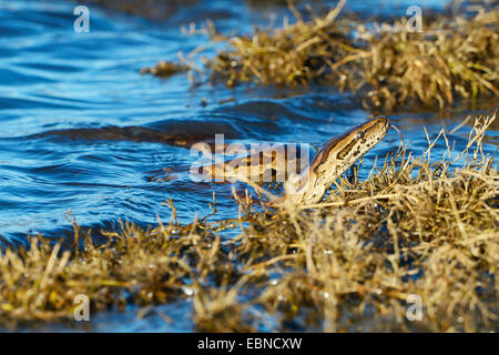 Southern African Rock Python (Python Natalensis), Schwimmen im Fluss Chobe, Botswana, Chobe National Park Stockfoto