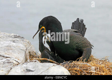 Shag (Phalacrocorax Aristotelis), Fütterung der Küken, Grundnahrungsmittel Insel, Northumberland, England, Vereinigtes Königreich Stockfoto