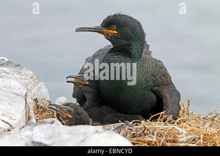 Shag (Phalacrocorax Aristotelis) mit Küken im Nest, Grundnahrungsmittel Insel, Northumberland, England, Vereinigtes Königreich Stockfoto