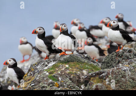 Papageitaucher, gemeinsame Papageientaucher (Fratercula Arctica), Gruppe auf Felsen, Vereinigtes Königreich, England, Isle Of May Stockfoto