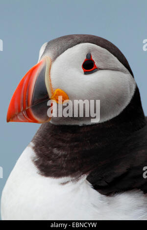 Papageitaucher, gemeinsame Papageientaucher (Fratercula Arctica), Porträt, Vereinigtes Königreich, England, Isle Of May Stockfoto