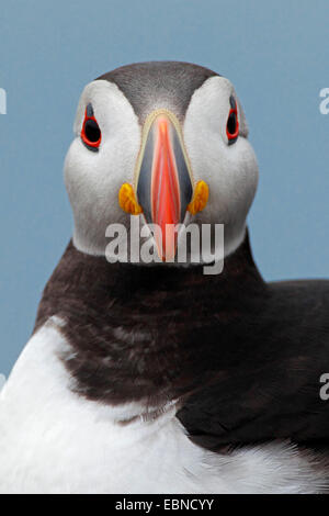 Papageitaucher, gemeinsame Papageientaucher (Fratercula Arctica), Porträt, Vereinigtes Königreich, England, Isle Of May Stockfoto