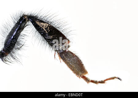 kleinen Garten Hummel (Bombus Hortorum), Makroaufnahme einer Bumble Bee Hinterbein, Freisteller, Deutschland Stockfoto