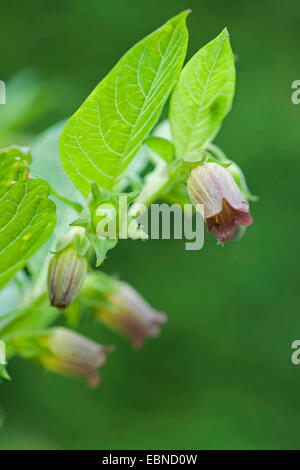 Tollkirsche (Atropa Bella-Donna, Atropa Belladonna), blühen, Deutschland Stockfoto