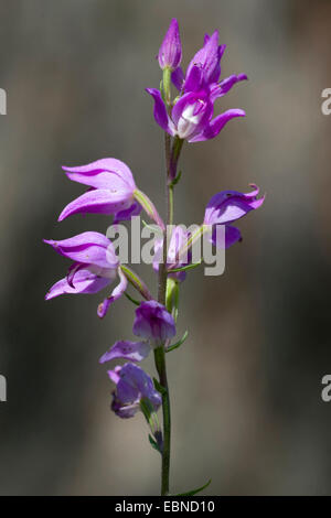 Red Helleborine (Cephalanthera Rubra), Blütenstand, Deutschland Stockfoto