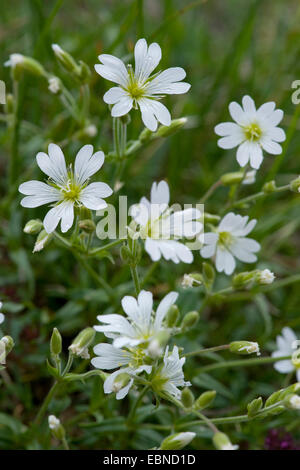 Steife Feld Vogelmiere (Cerastium Arvense Subspecies Strictum) blühen, Schweiz Stockfoto