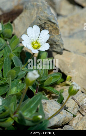 Laubbäume Vogelmiere (Cerastium Latifolium), blühen, Schweiz, Schynige Platte Stockfoto