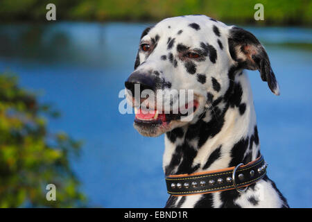 Dalmatiner (Canis Lupus F. Familiaris), Dalmatiner am Ufer Stockfoto