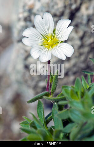 Gletscher Hornkraut (Cerastium Uniflorum), Blume, Schweiz, Schynige Platte Stockfoto