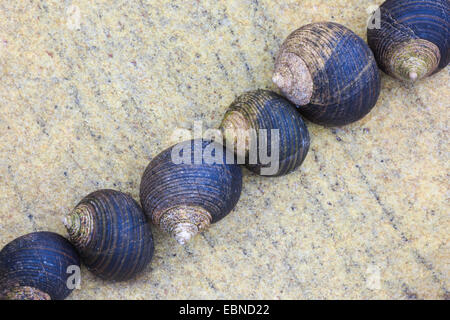 Schneckenhäuser in einer Reihe auf einem Felsen, Großbritannien, Schottland Stockfoto