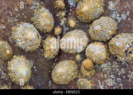 Napfschnecken, echte Napfschnecken (Patellidae), Napfschnecken auf einem Felsen, Großbritannien, Schottland Stockfoto