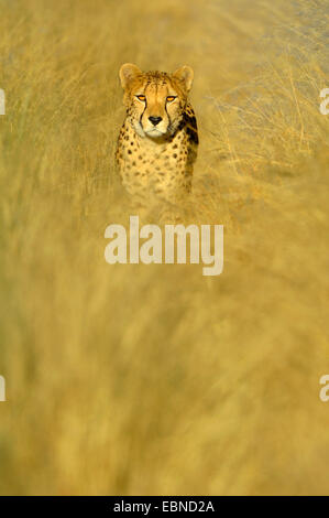 Gepard (Acinonyx Jubatus), stehend getrockneten Gras am Abend Licht, Namibia, Etosha Nationalpark Stockfoto