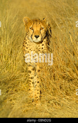 Gepard (Acinonyx Jubatus), stehend getrockneten Gras am Abend Licht, Namibia, Etosha Nationalpark Stockfoto