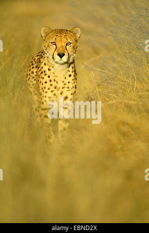 Gepard (Acinonyx Jubatus), stehend getrockneten Gras am Abend Licht, Namibia, Etosha Nationalpark Stockfoto