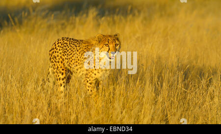 Gepard (Acinonyx Jubatus), stehend getrockneten Gras am Abend Licht, Namibia, Etosha Nationalpark Stockfoto