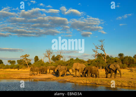 Afrikanischer Elefant (Loxodonta Africana), Herde Elefanten am Fluss im Abendlicht, Botswana Chobe-Nationalpark Stockfoto