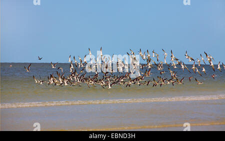 Schwarz-Skimmer (Rynchops Niger), fliegende Schwarm von schwarzen Skimmer an der Küste, USA, Florida Stockfoto