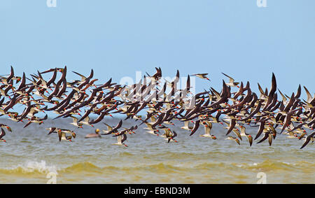 Schwarz-Skimmer (Rynchops Niger), Flock schwarz Skimmer, USA, Florida und Umgebung: fliegen Stockfoto