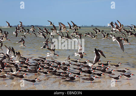 Schwarz-Skimmer (Rynchops Niger), Flock schwarz Skimmer fliegen an der Küste, USA, Florida Stockfoto