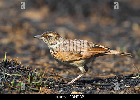 Sabota Lerche (Mirafra Sabota), stehend auf dem Boden, Südafrika, Pilanesberg National Park Stockfoto