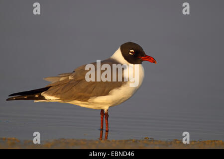 Möwe (Larus Atricilla) lachen, steht Möwe im flachen Wasser, USA, Florida Stockfoto
