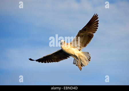 Juvenile Möwe im Flug, Südafrika, Western Cape, Cape Möwe, Kelp Gull (Larus Dominicanus Vetula, Larus Vetula) Stockfoto