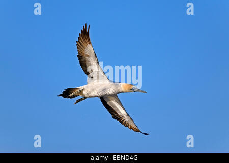 Cape Basstölpel (Morus Capensis), im Flug, Südafrika, Western Cape Stockfoto