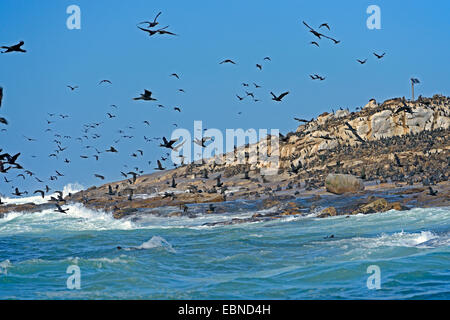 Kap-Kormoran (Phalacrocorax Capensis), Kolonie an der Küste, Südafrika, Western Cape, Boulders Beach Stockfoto