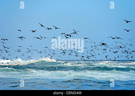 Kap-Kormoran (Phalacrocorax Capensis), strömen im Flug über das Meer, Südafrika, Western Cape, False Bay Stockfoto