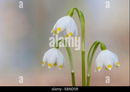 Frühling Schneeflocke (Leucojum Vernum), Blumen, Deutschland Stockfoto