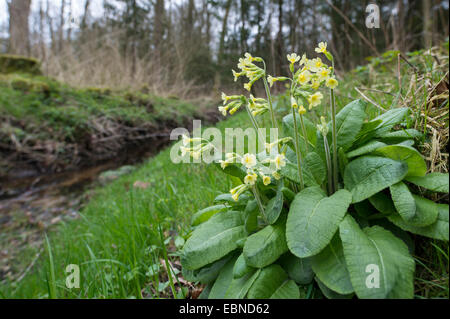 Echte Schlüsselblume (Primula Elatior), blühen am Acreek Ufer, Deutschland Stockfoto