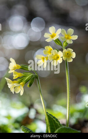 Echte Schlüsselblume (Primula Elatior), blühen, Deutschland Stockfoto