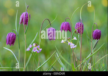 gemeinsamen Fritillary, Schlange-Kopf Fritillaria (Fritillaria Meleagris), blühen in eine Wiese mit Cardamine Pratensis, Deutschland Stockfoto