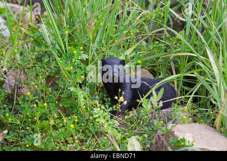 Amerikanischer Nerz (Mustela Vison, Neovison Vison), Jungtier auf Steinen auf dem Rasen stehen Stockfoto