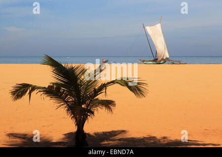 Auslegerboot mit Stechen am Palmenstrand von Negombo, Sri Lanka Stockfoto