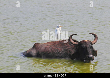 Asiatische Wasserbüffel, wilde Wasserbüffel, Carabao (beispielsweise Bubalus Bubalus Arnee), mit Silberreiher, Casmerodius Albus, Sri Lanka, Udawalawe National Park Stockfoto