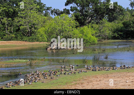 Garganey (Anas Querquedula), Knäkente ruht im Yala Nationalpark in Sri Lanka Yala National Park Stockfoto