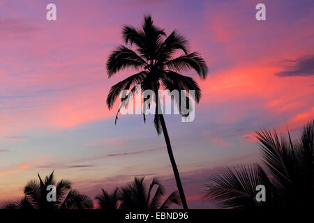 Palmen im Sonnenuntergang, Sri Lanka Stockfoto