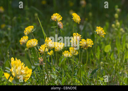 Niere Wicke (Anthyllis Vulneraria SSP. Alpestris), blühen in einer Wiese, Österreich, Kärnten, Nationalpark Nockberge Stockfoto