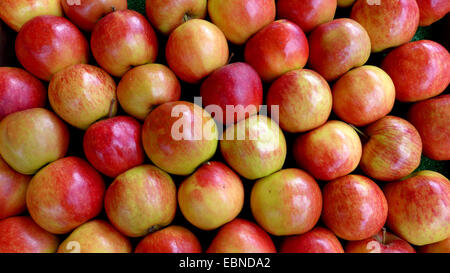 Apfel (Malus Domestica), einheitliche Tafeläpfel auf Obst Display, Deutschland Stockfoto