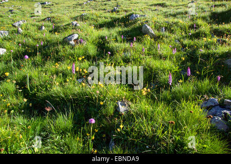 Kuckuck (Dactylorhiza spec.), Orchideen Blumenwiese in Morning Light, Österreich, Tirol, Hahntennjoch Stockfoto