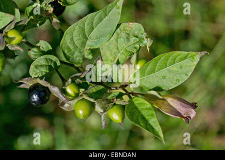 Tollkirsche (Atropa Bella-Donna, Atropa Belladonna), Blumen und Früchte, Oberbayern, Oberbayern, Bayern, Deutschland Stockfoto