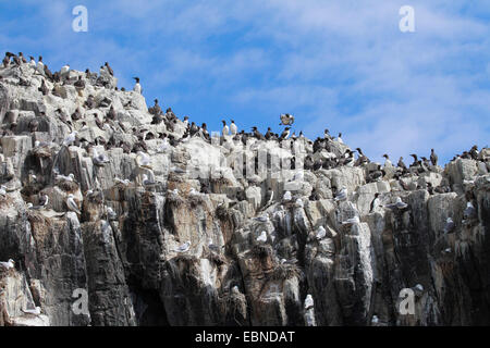 gemeinsamen Guillemot (Uria Aalge), Zucht Kolonie auf Vogelfelsen, Vereinigtes Königreich, England, Farne Islands, Grundnahrungsmittel Insel Stockfoto