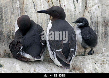 gemeinsamen Guillemot (Uria Aalge), zwei Erwachsene mit einem Küken, Vereinigtes Königreich, England, Farne Islands, Grundnahrungsmittel Insel Stockfoto