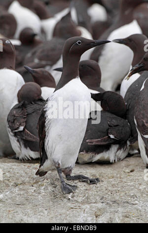 gemeinsamen Guillemot (Uria Aalge), Zucht Kolonie, Vereinigtes Königreich, England, Farne Islands, Grundnahrungsmittel Insel Stockfoto