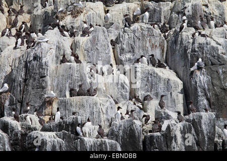 gemeinsamen Guillemot (Uria Aalge), Zucht Kolonie auf Vogelfelsen, Vereinigtes Königreich, England, Farne Islands, Grundnahrungsmittel Insel Stockfoto